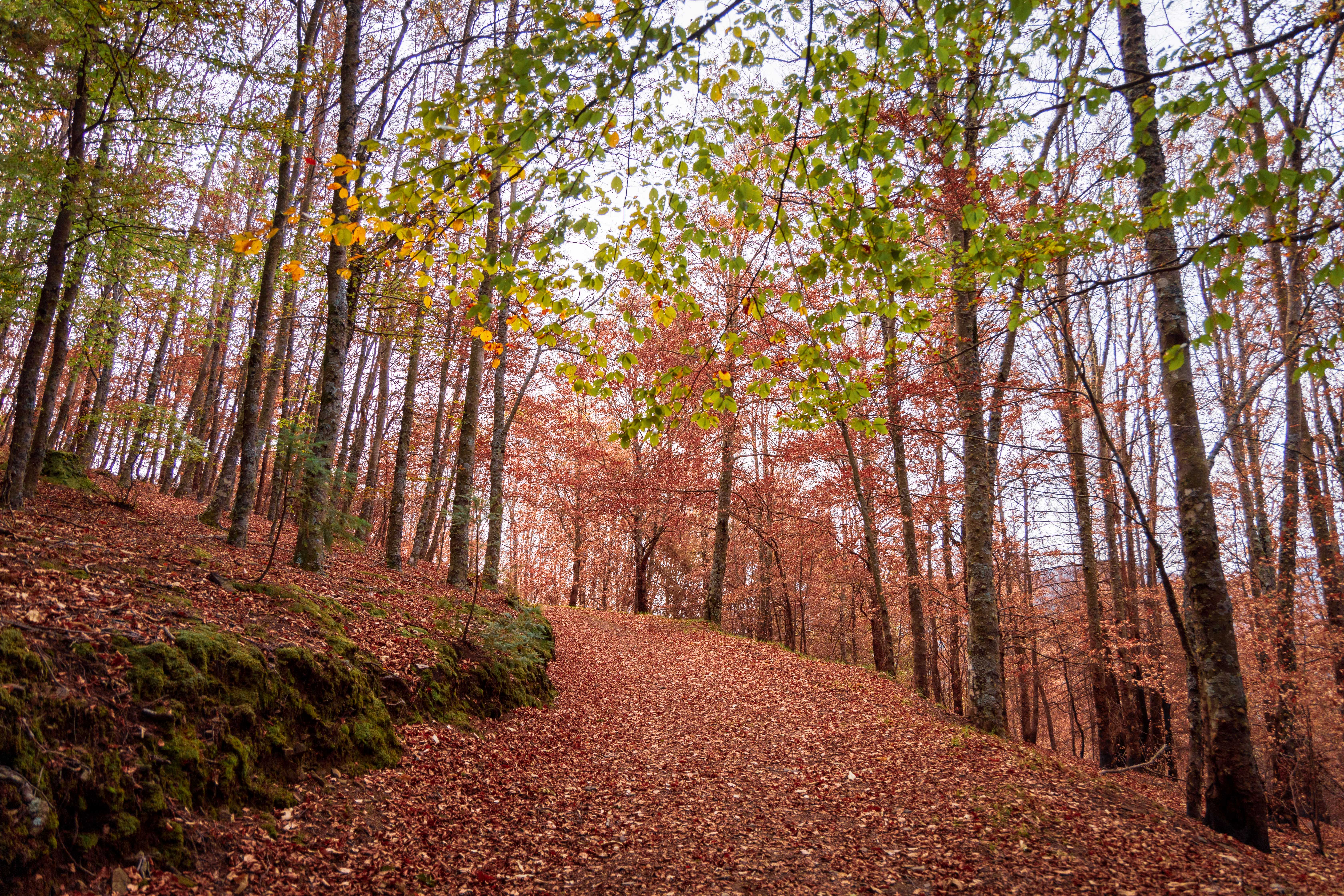 Faias são Lourenço serra da estrela