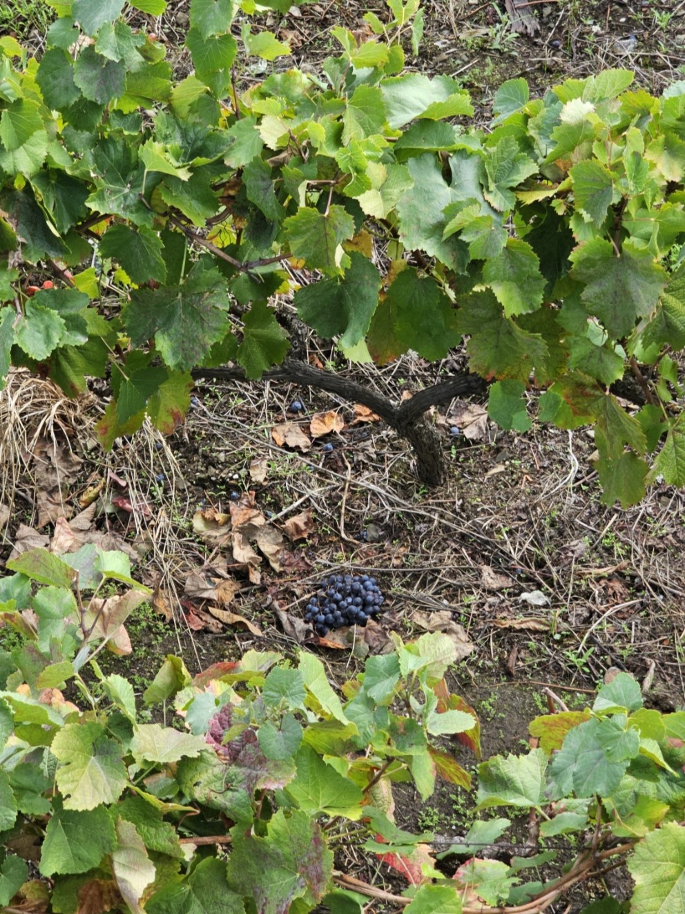 Douro Valley Tour