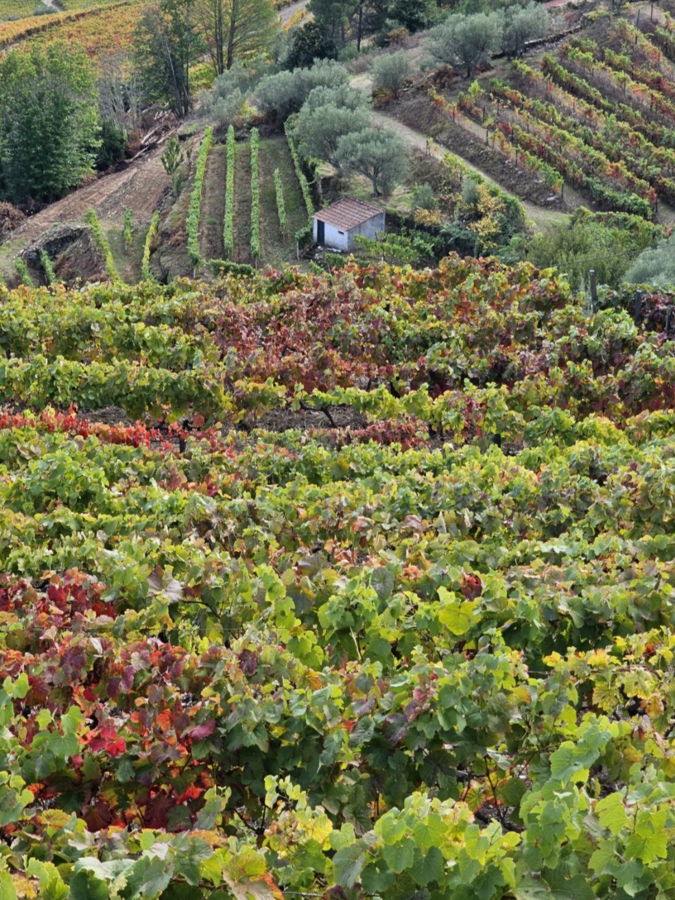 Douro Valley Tour