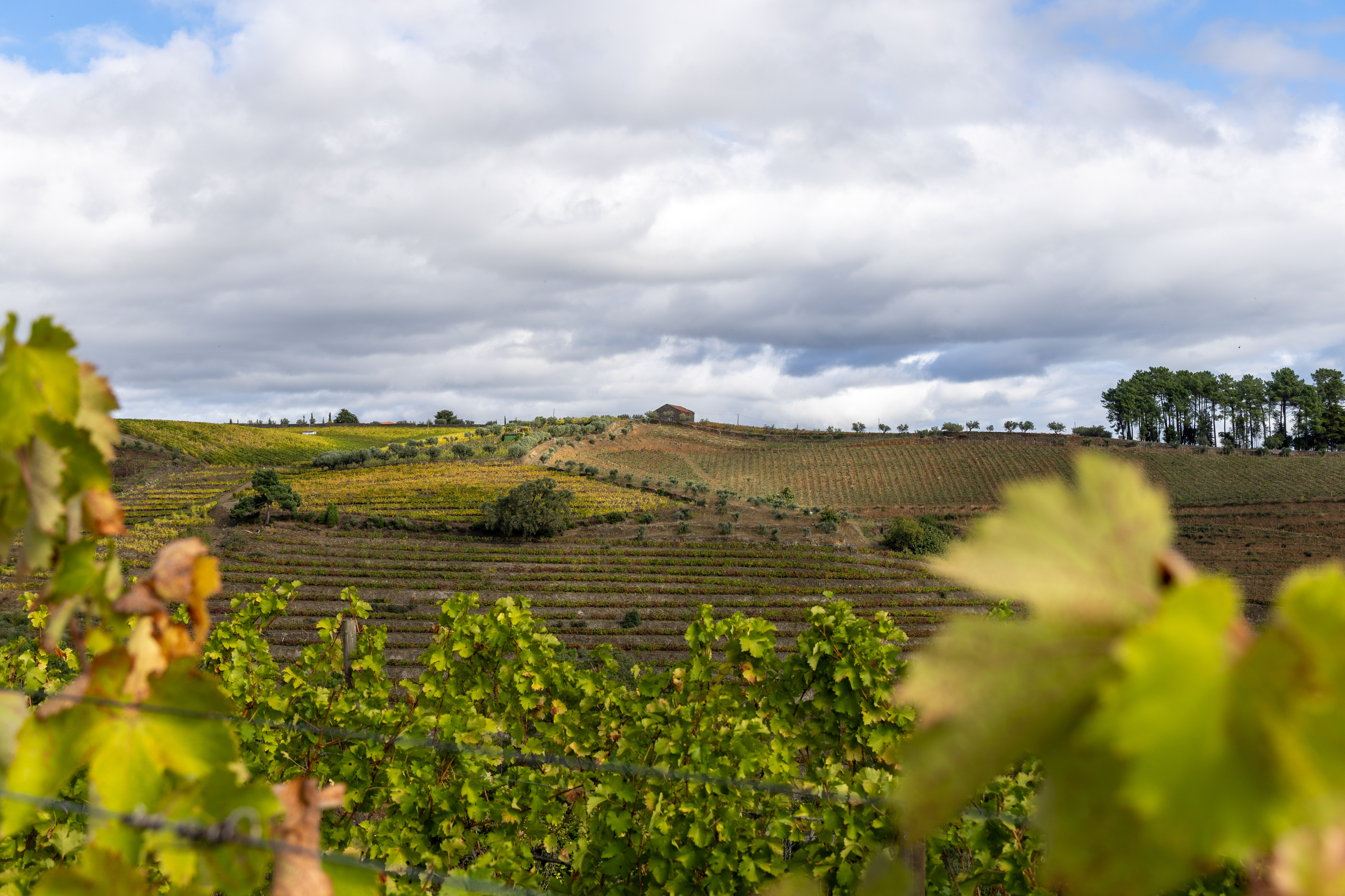 Douro Valley Tour